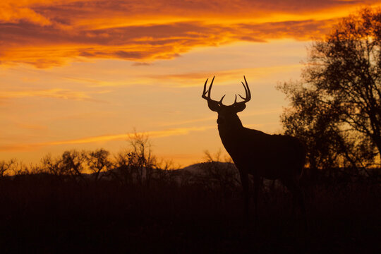 Whitetail Buck silhouette at sunset during the fall deer hunting season  Stock Photo