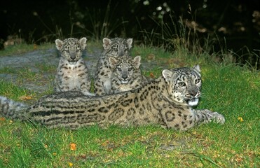 Snow Leopard or Ounce, uncia uncia, Female with Cub Laying on Grass