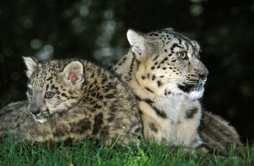 Fototapeta na wymiar Snow Leopard or Ounce, uncia uncia, Female with Cub Laying on Grass
