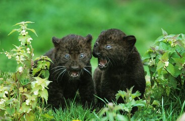 Black Panther, panthera pardus, Cub standing in Long Grass