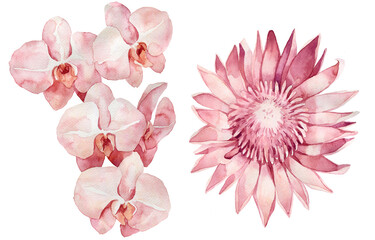 set of watercolor pink flowers. Tropical flowers.
