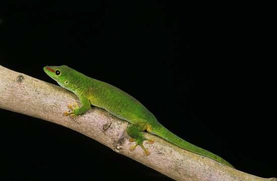 Madagascar Day Gecko, phelsuma madagascariensis, Adult standing on Branch