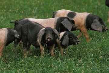 Basque Pig, a French Breed, Group