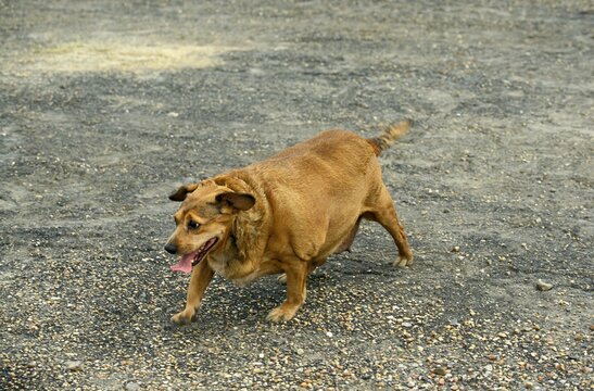 Obese Female Dog Walking