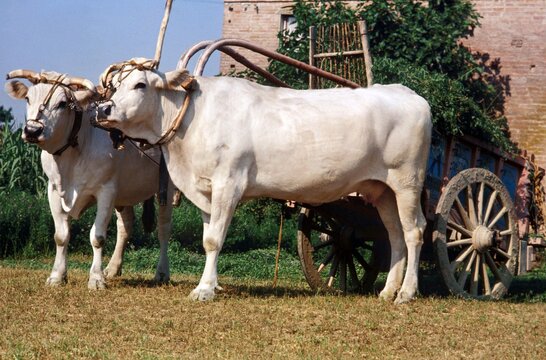 Parthenaise Cattle, a French Breed, Cow Pulling Cart