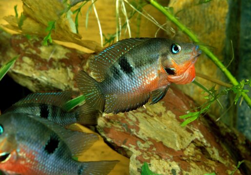Firemouth Cichlid or Firemouth Meeki Fish, thorichthys meeki, Adult