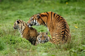Sumatran Tiger, panthera tigris sumatrae, Mother with Cub