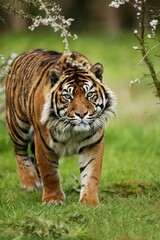 Naklejka na ściany i meble Sumatran Tiger, panthera tigris sumatrae, Adult standing on Grass