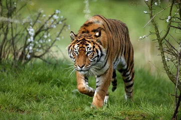 Foto op Plexiglas Sumatran Tiger, panthera tigris sumatrae, Adult standing on Grass © slowmotiongli