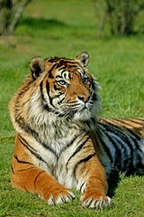Fototapeta na wymiar Sumatran Tiger, panthera tigris sumatrae, Adult laying on Grass
