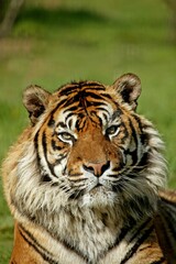 Fototapeta na wymiar Sumatran Tiger, panthera tigris sumatrae, Portrait of Adult