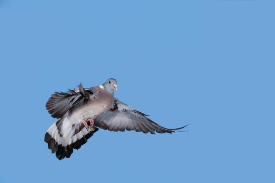 Wood Pigeon, columba palumbus, Adult in Flight against Blue Sky