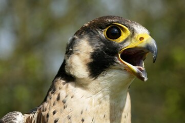 Peregrine Falcon, falco peregrinus, Adult Calling, Normandy