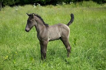 Foal standing in Meadow