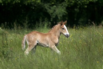 Naklejka na ściany i meble Draft Horse, Foal standing in Long Grass