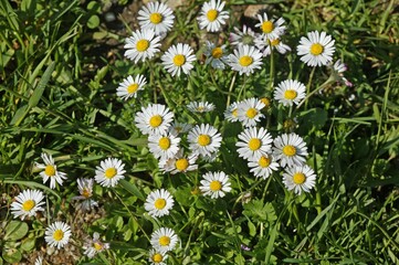 Daisies, bellis perennis, Normandy