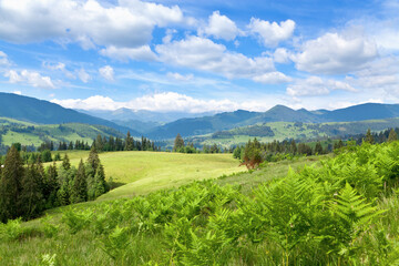 Mountain landscape, a summer pasture with ferns, blue sky with clouds. Ukraine, Carpathians.