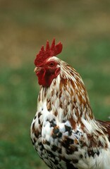 Domestic Chicken, Cockerel