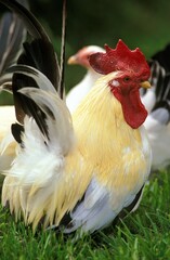 Nagasaki Domestic Chicken, Breed from Japan, Cockerel