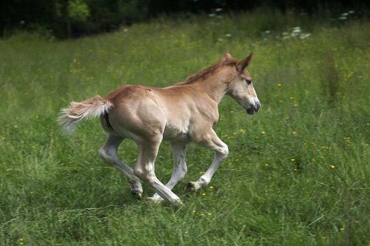 Draft Horse, Foal Galloping through Meadow