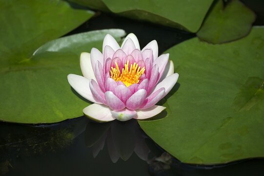Water Lily Flower, Pond in Normandy