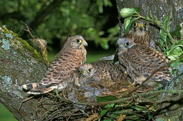 Common Kestrel, falco tinnunculus, Female with Chicks at Nest, Normandy