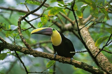 Chestnut Mandibled Toucan, ramphastos swainsonii, Adult standing on Branch, Costa Rica
