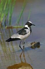 Blacksmith Plover or Blacksmith Lapwing, vanellus armatus, Adult standing in Water, Kenya
