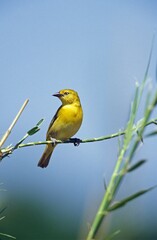 Golden Weaver, ploceus xanthops, Adult, Tanzania