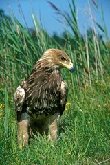 Imperial Eagle, aquila heliaca, Adult standing on Grass