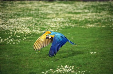 Blue-and-yellow Macaw, ara ararauna, Adult in Flight © slowmotiongli