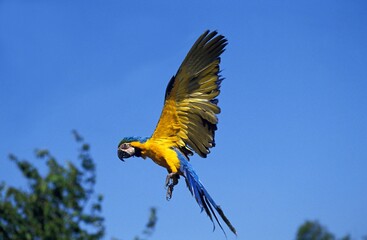 Blue-and-yellow Macaw, ara ararauna, Adult in Flight © slowmotiongli
