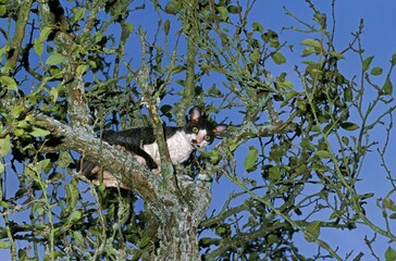 Cornish Rex Domestic Cat, Adult standing in Tree