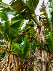 Fototapeta premium banana plantation