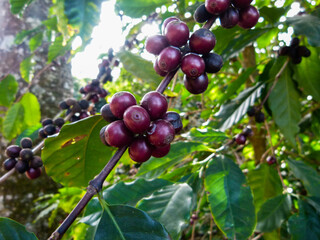 coffee plantation