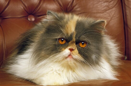 Tricolor Persian Domestic Cat, Adult