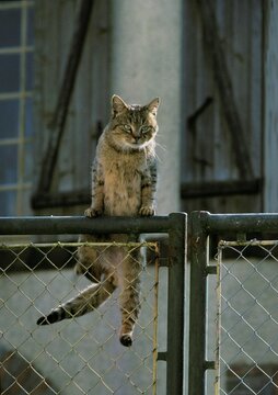European Brown Tabby Domestic Cat, Adult Leaping on Gate