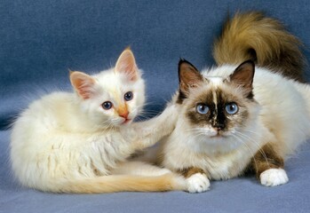 Birmanese Domestic Cat, Female with Kitten