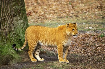 Fototapeta premium Ligron, Cross Breed between Tiger and Lion, Zoological Park
