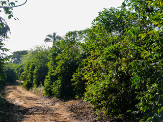 coffee plantation