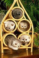 Exotic Shorthair Domestic Cat, Kittens playing