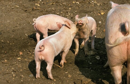 Large White Pig, Sow with Piglets