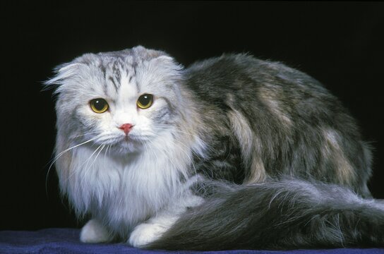 Highland Fold or Long Hair Scottish Fold Domestic Cat, Adult against Black Background