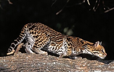 Ocelot, leopardus pardalis, Adult standing on Branch