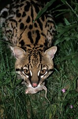 Fototapeta premium Ocelot, leopardus pardalis, Adult catching Rat
