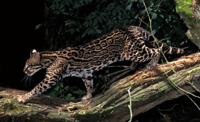 Ocelot, leopardus pardalis, Adult © slowmotiongli