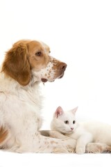 French Spaniel Dog (Cinnamon Color) with White Domestic Cat against White Background