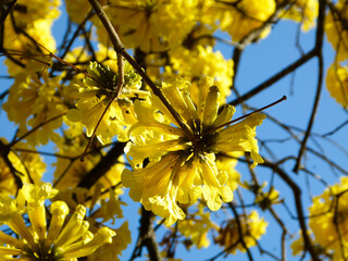 golden trumpet tree flowers