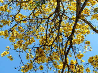 Fototapeta premium golden trumpet tree flowers