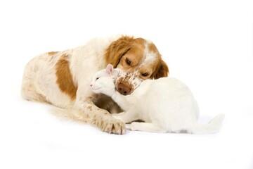 French Spaniel Dog (Cinnamon Color) Playing with White Domestic Cat against White Background